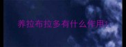养拉布拉多有什么作用