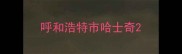 呼和浩特市哈士奇