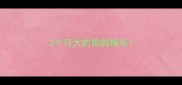 3个月大的狗狗换毛