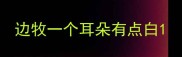 边牧一个耳朵有点白