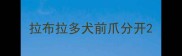拉布拉多犬前爪分开