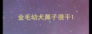 金毛幼犬鼻子很干