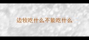 边牧吃什么不能吃什么