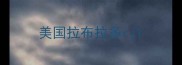 美国拉布拉多rj