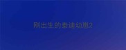 刚出生的泰迪幼崽