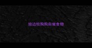 给边牧狗狗自做食物