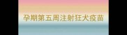 孕期第五周注射狂犬疫苗