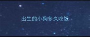 出生的小狗多久吃饭