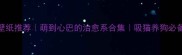 拉布拉多壁纸推荐萌到心巴的治愈系合集吸猫养狗必备电子宠物
