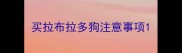 买拉布拉多狗注意事项