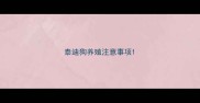 泰迪狗养殖注意事项