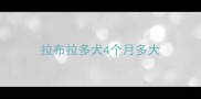 拉布拉多犬4个月多大