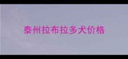 泰州拉布拉多犬价格