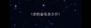 1岁的金毛多少斤