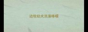 边牧幼犬洗澡哆嗦