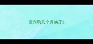 贵宾狗几个月换牙