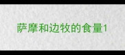 萨摩和边牧的食量