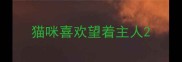 猫咪喜欢望着主人