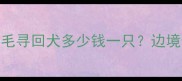 青岛边牧幼犬价格全山东青岛金毛寻回犬多少钱一只边境牧羊犬饲养指南与选购避坑指南