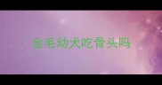 金毛幼犬吃骨头吗