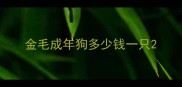 金毛成年狗多少钱一只