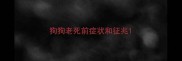 狗狗老死前症状和征兆