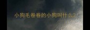 小狗毛卷卷的小狗叫什么