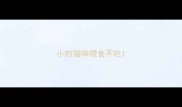 小的猫咪喂食不吃