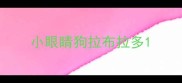 小眼睛狗拉布拉多