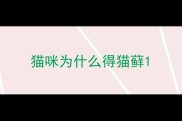 猫咪为什么得猫藓