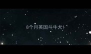 8个月英国斗牛犬