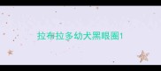 拉布拉多幼犬黑眼圈