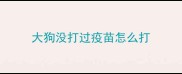 大狗没打过疫苗怎么打