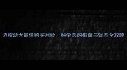 边牧幼犬最佳购买月龄科学选购指南与饲养全攻略