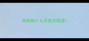 狗狗细小七天症状描述