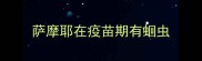 萨摩耶在疫苗期有蛔虫