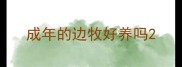 成年的边牧好养吗