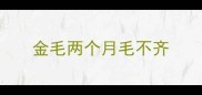 金毛两个月毛不齐