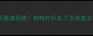 疫苗后鼻塞别慌狗狗打针后三天恢复全攻略
