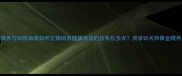 科学喂养与训练指南如何正确培育健康活泼的拉布拉多犬资深训犬师黄金喂养法则