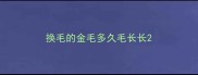 换毛的金毛多久毛长长