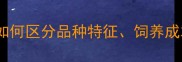 宠物猫vs土猫如何区分品种特征饲养成本与领养价值