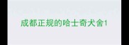 成都正规的哈士奇犬舍