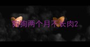 狗狗两个月不长肉