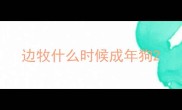 边牧什么时候成年狗