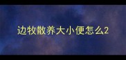 边牧散养大小便怎么
