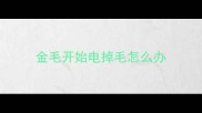金毛开始电掉毛怎么办