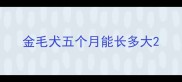 金毛犬五个月能长多大