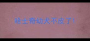 哈士奇幼犬不皮了