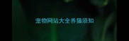 宠物网站大全养猫须知